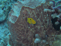 img26